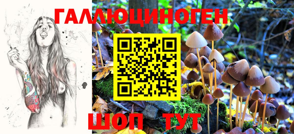 где можно купить наркотик  Вход с VPN  Люберцы  Галлюциногенные грибы Psilocybine cubensis 